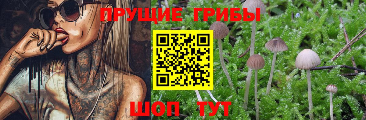 Галлюциногенные грибы MAGIC MUSHROOMS  Псилоцибиновые грибы Psilocybe  Вход с VPN  Сокол 